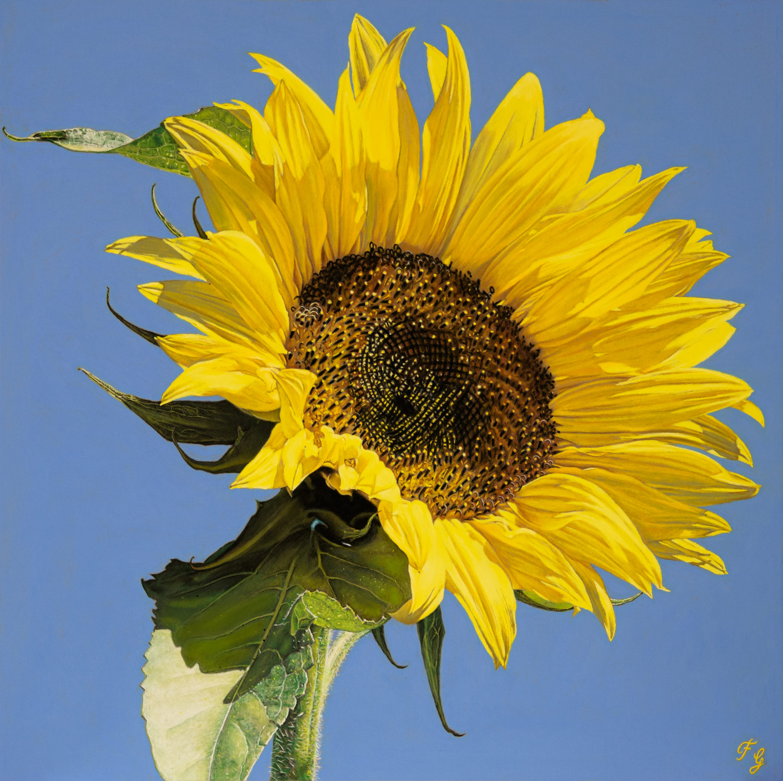 Sunflower. Pastel on museum board — 41x41 cm