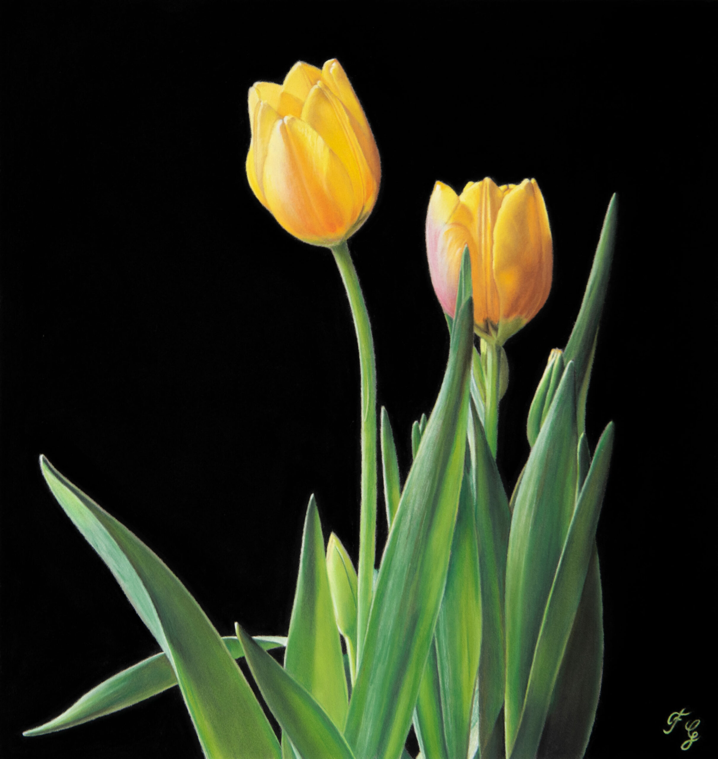 Two Tulips. Pastel on museum board — 34x32 cm