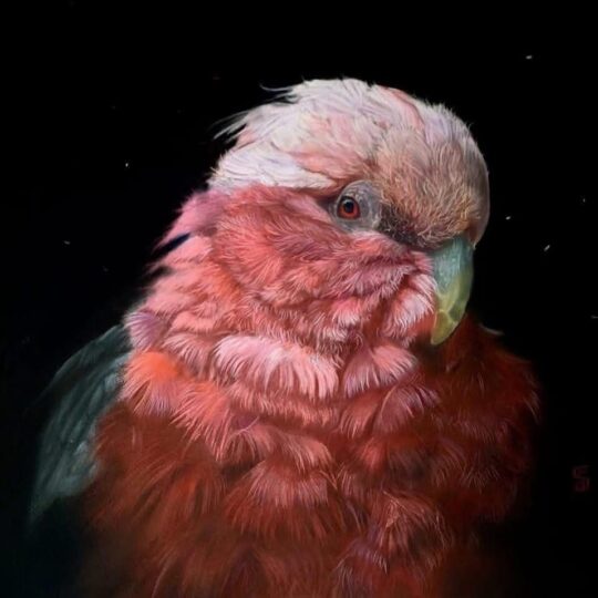 Pink Fairy — 53x60
770€